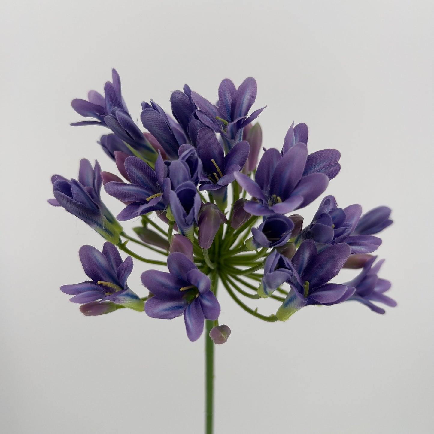 Agapantus in paars of creme, 75cm