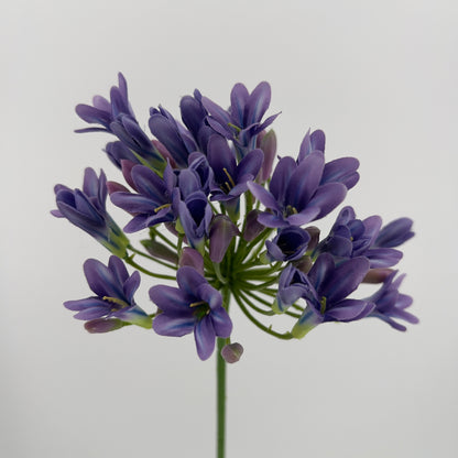 Agapantus in paars of creme, 75cm