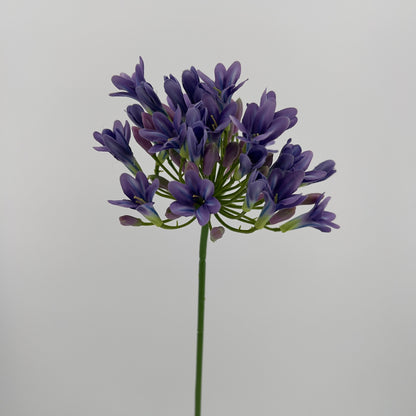 Agapantus in paars of creme, 75cm