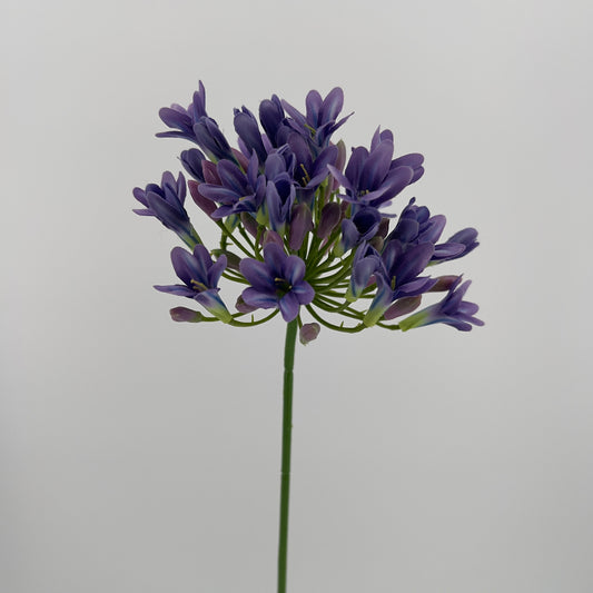 Agapantus in paars of creme, 75cm