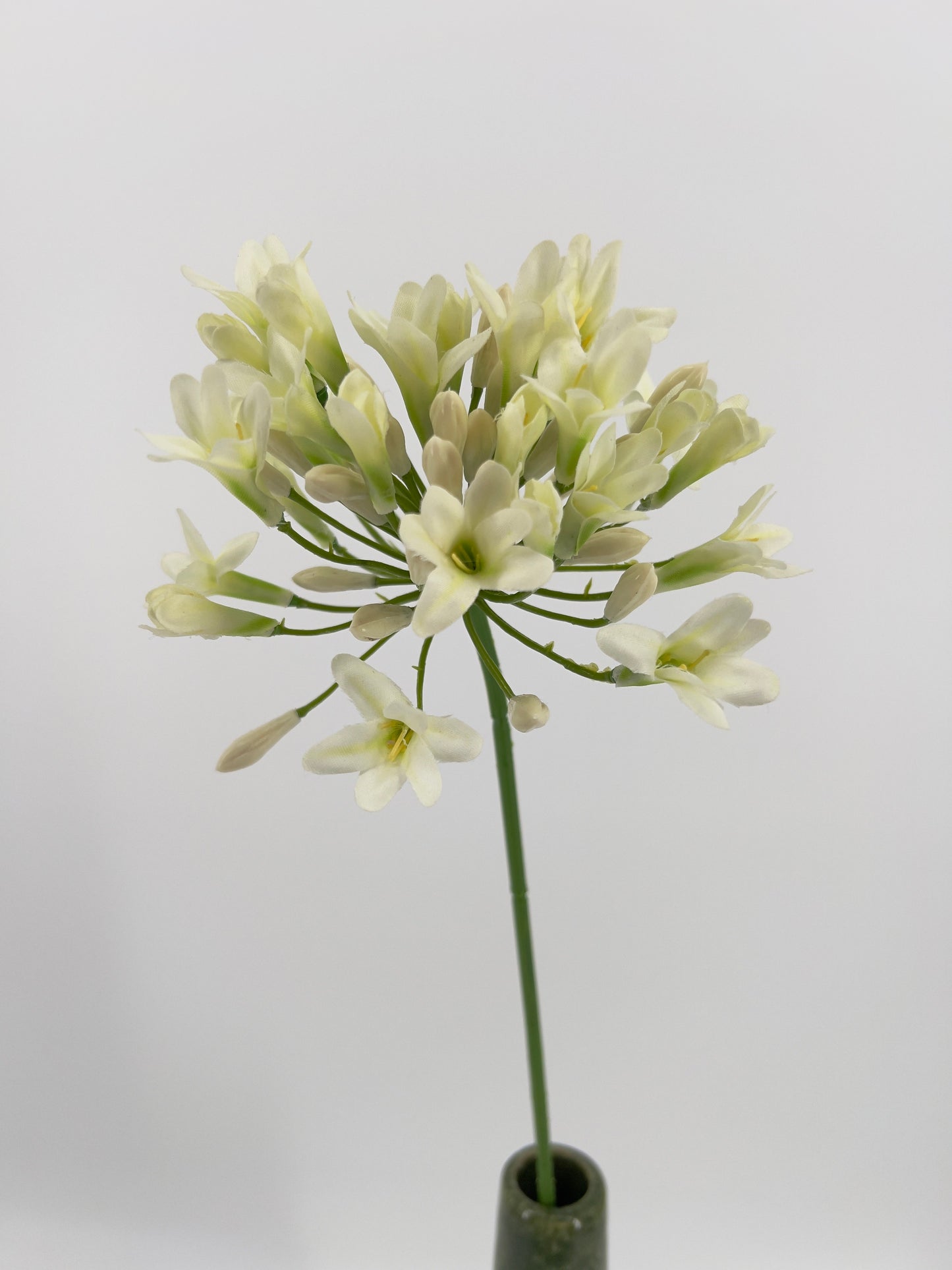 Agapantus in paars of creme, 75cm