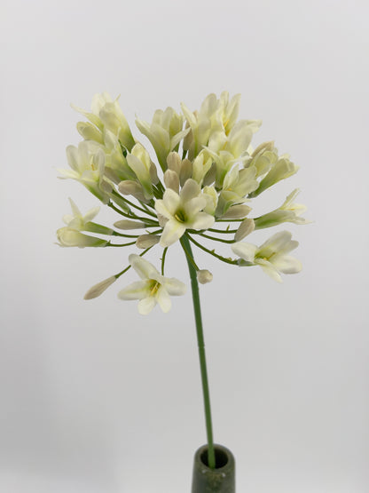 Agapantus in paars of creme, 75cm