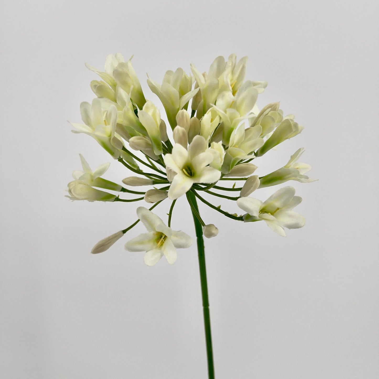 Agapantus in paars of creme, 75cm