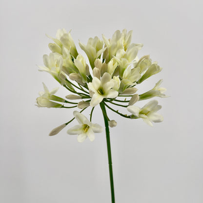 Agapantus in paars of creme, 75cm