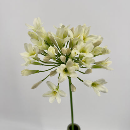 Agapantus in paars of creme, 75cm